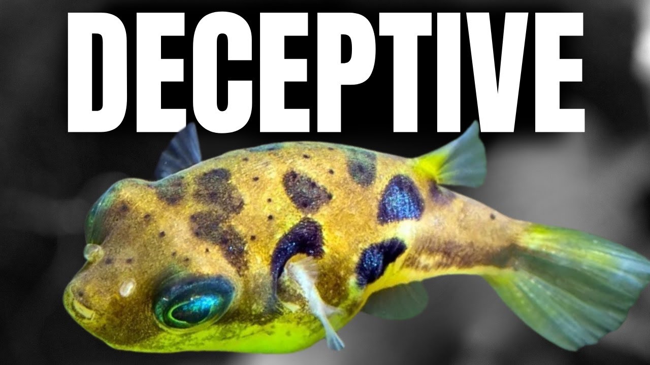10 Tiny Aquarium Fish That Become DEMONS