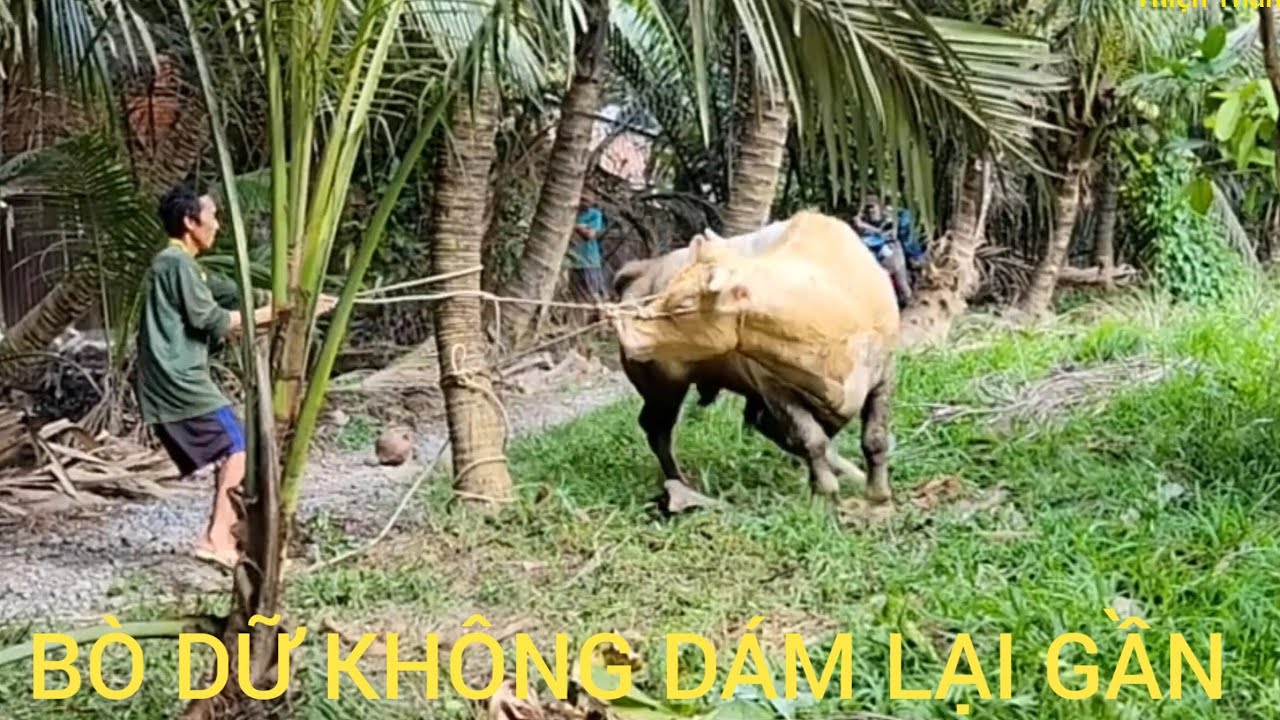 Mấy Anh Thợ Đuối Sức Với Bé Bò.. ĐT:0939603909 