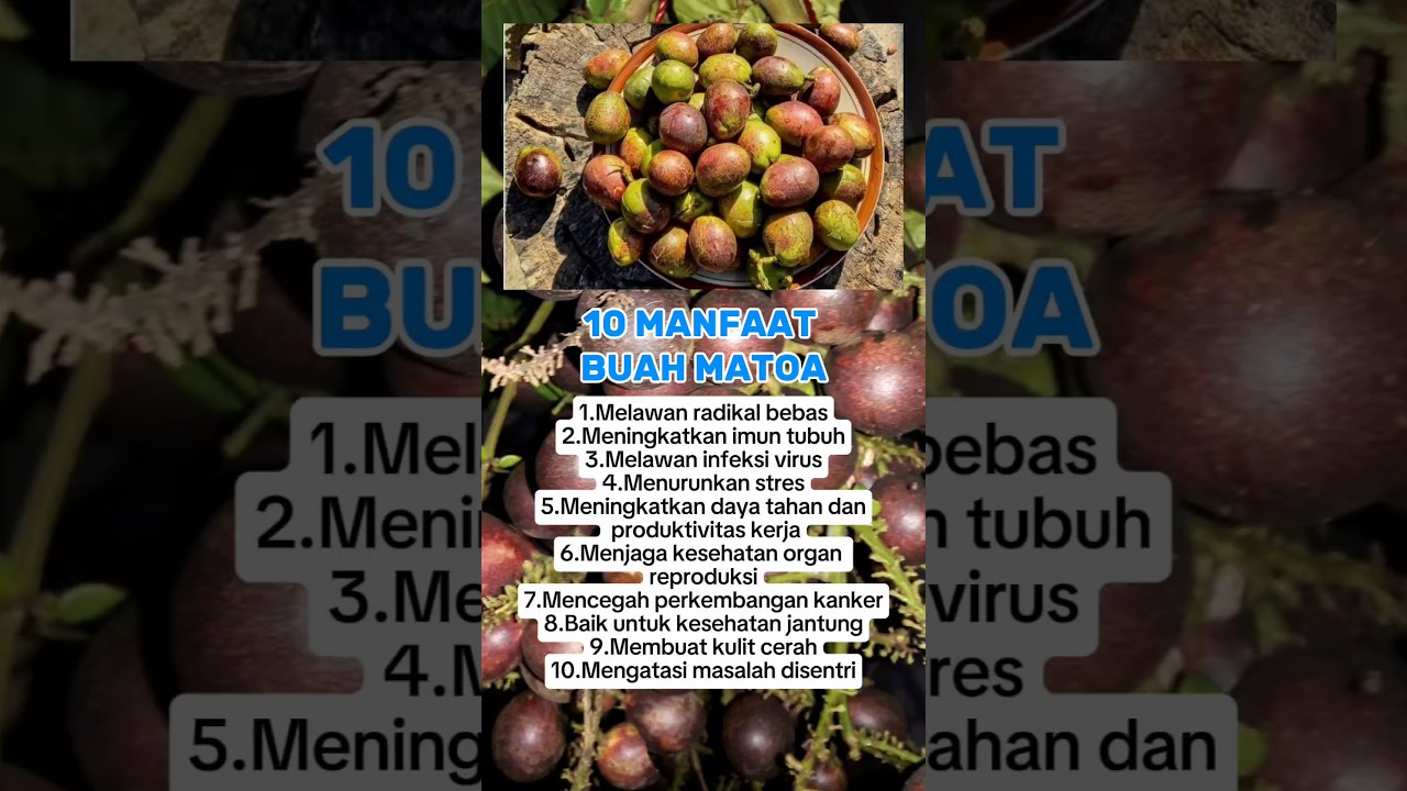 10 MANFAAT BUAH MATOA BAGI KESEHATAN TUBUH KITA. #manfaat #buah #matoa