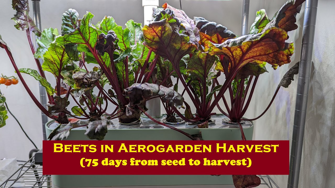Grow Beetroot/Beets in Aerogarden Harvest Hydroponics