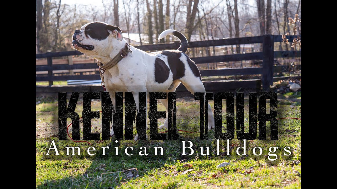 Inside look at Bretton's American BULLDOGS! (KENNEL TOUR)