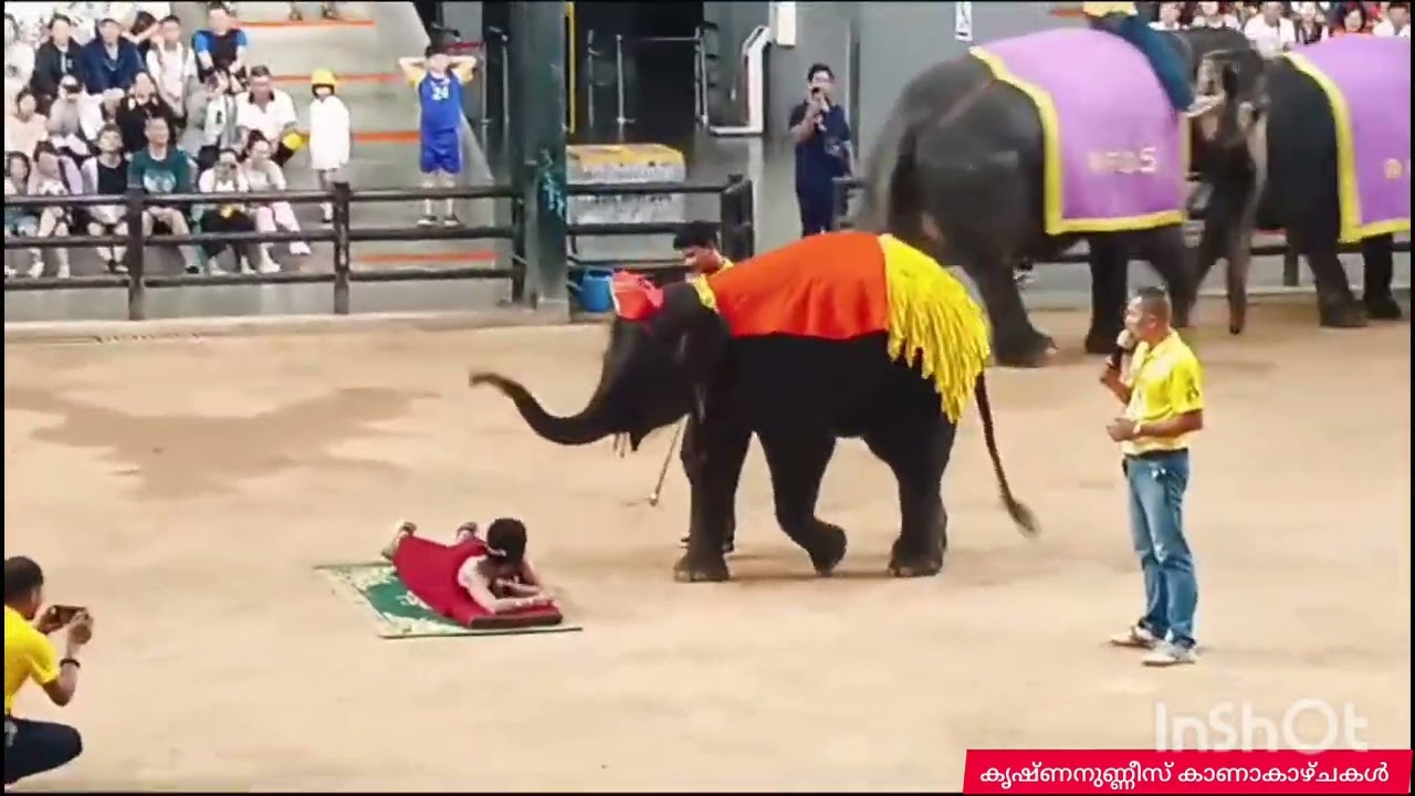 THAILAND I LOVE U NONG NOOCH ELEPHANT THEATER തായ്‌ലൻഡ് നോങ് നൂച്ച് എലെഫന്റ് തിയേറ്റർ 
