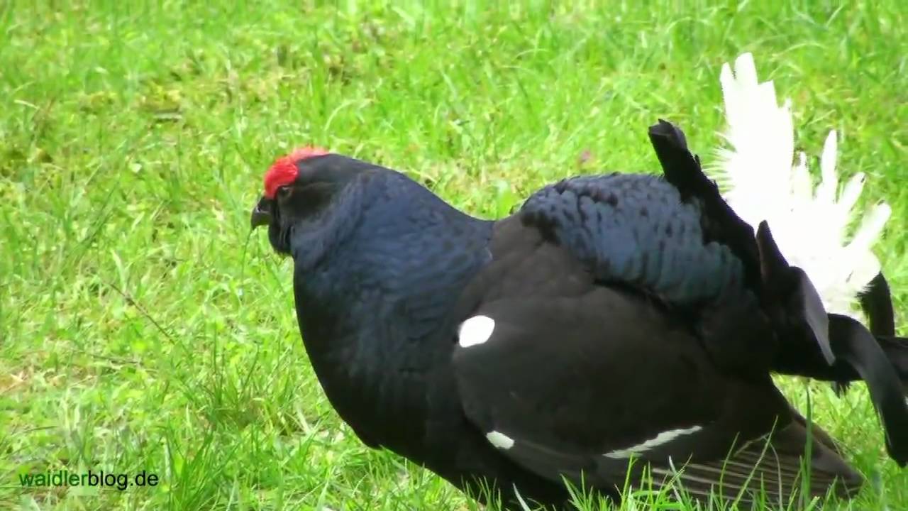 Birkhahn (Lyrurus tetrix oder auch Tetrao tetrix) balzt im Bayerischen Wald