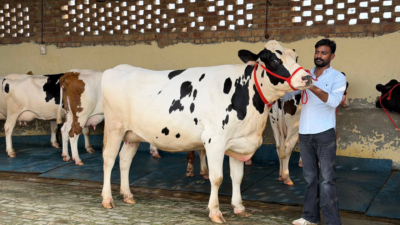 45 Liter Milk Capacity with Semen Record 📝 || ABS, Denmark Semen || Jashan Dairy Farm