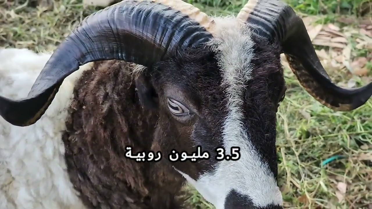 اسعار الاضاحي في اندونيسيا اجواء العيد و جولة مع التونسي