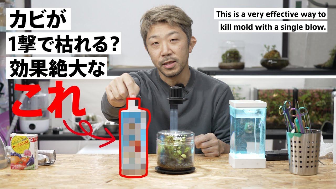 テラリウムのカビ対策はこれで解決！納豆菌でカビ対策したら1撃でカビがおさまった