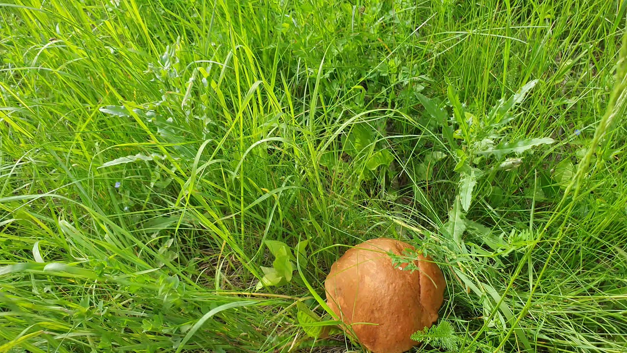 GRZYBOBRANIE 30.05 2019 KOŹLARZE POMARAŃCZOWE 4K 60\FPS