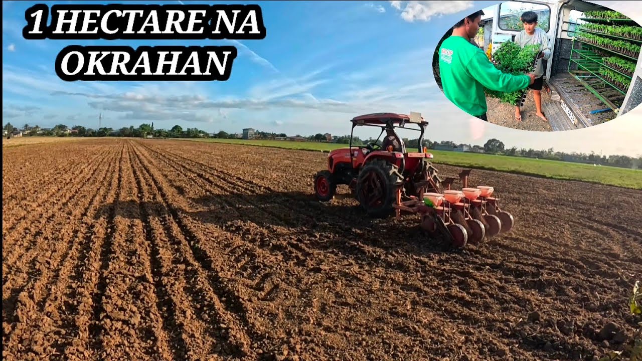 NAKAPAGPATANIM NA TAYO NG OKRA SA ISANG EKTARYA 👏🙏♥️
