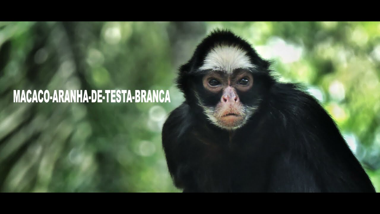 Macaco-aranha-de-testa-branca
