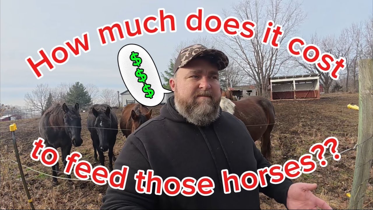 Сколько стоит прокормить лошадь?