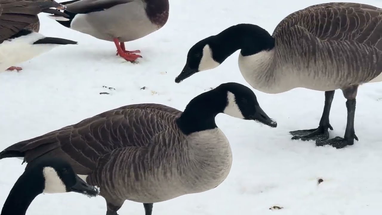 Canada Geese Staying For Longer February 14, 2026