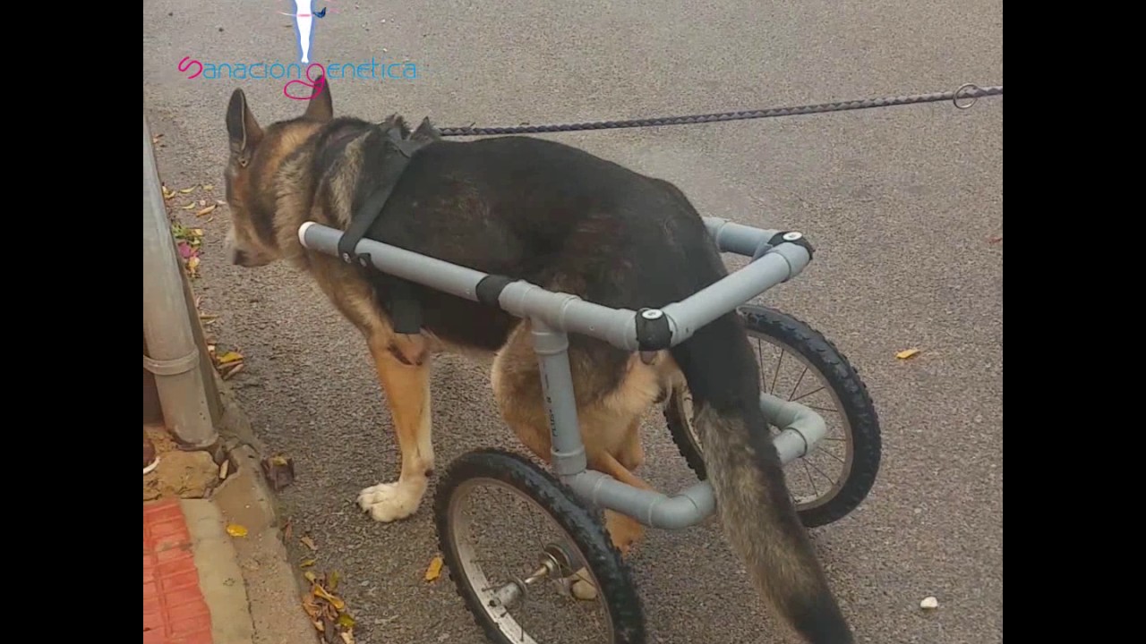 Yako el pastor alemán con displasia de cadera.
