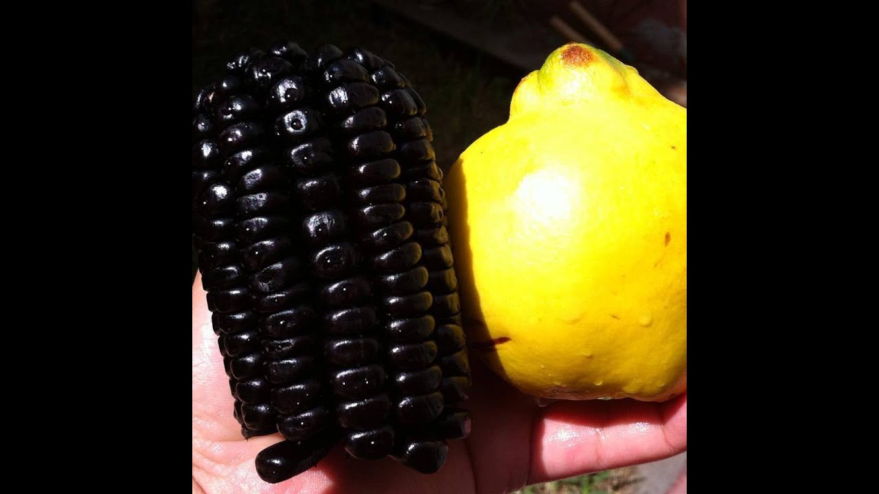 Esencia de maíz morada/ Chicha morada