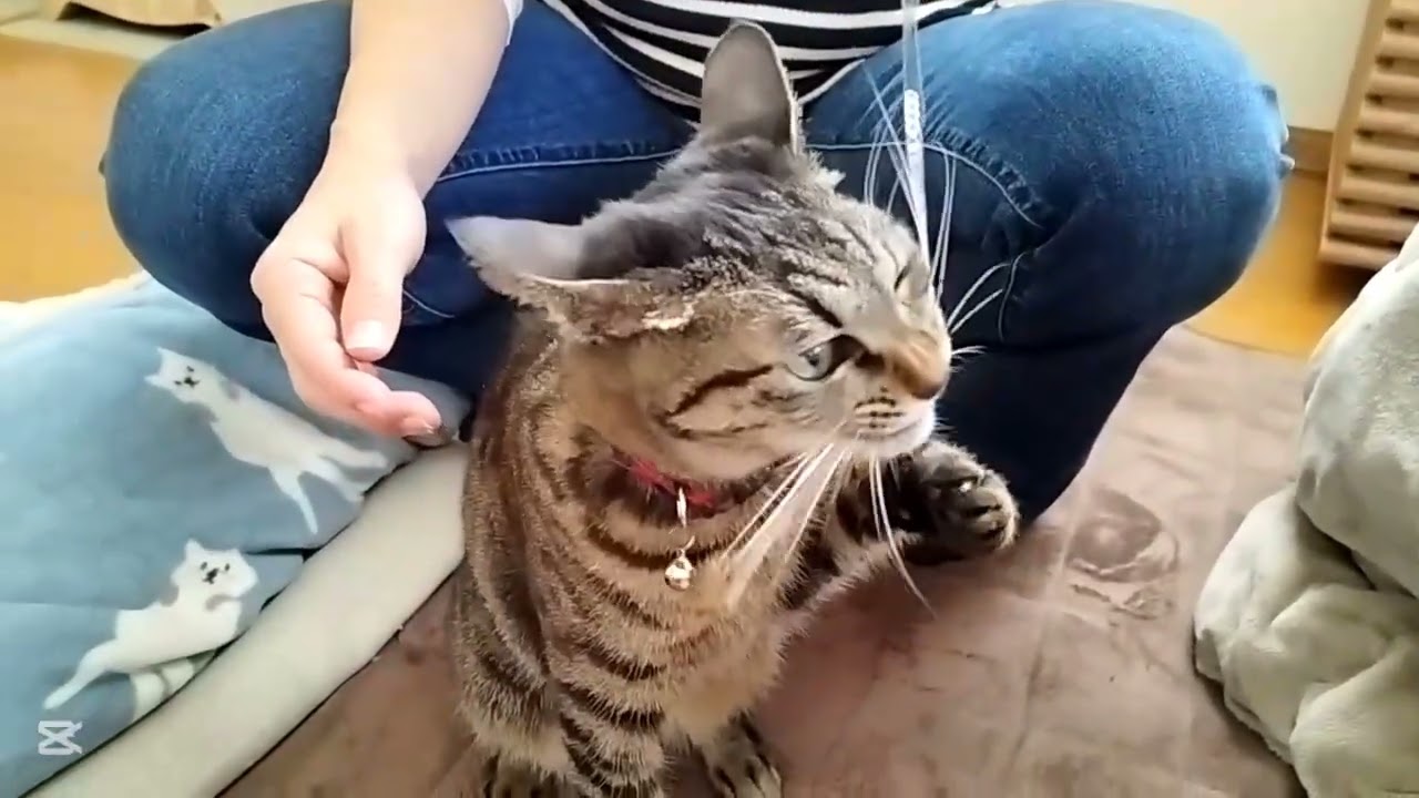 ネコはママと遊びまくるねん【よつ葉】１５１３日目