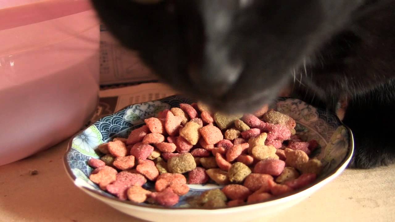 きちんと座ってエサを食べる黒猫