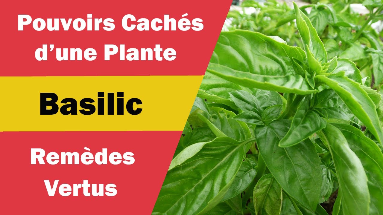 Basilic : Bienfaits Magiques et Utilisations Multiples !