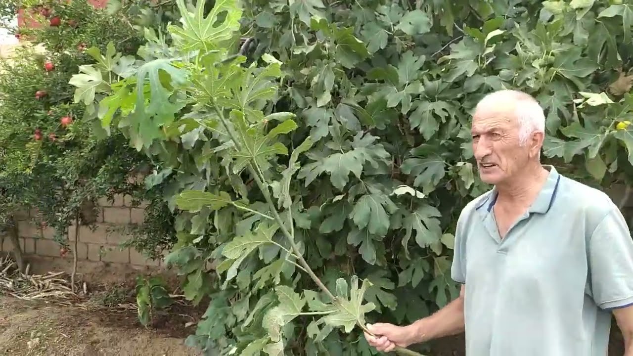 ƏNCİR(1) ƏKİLMƏSİ VƏ BECƏRİLMƏSİ !