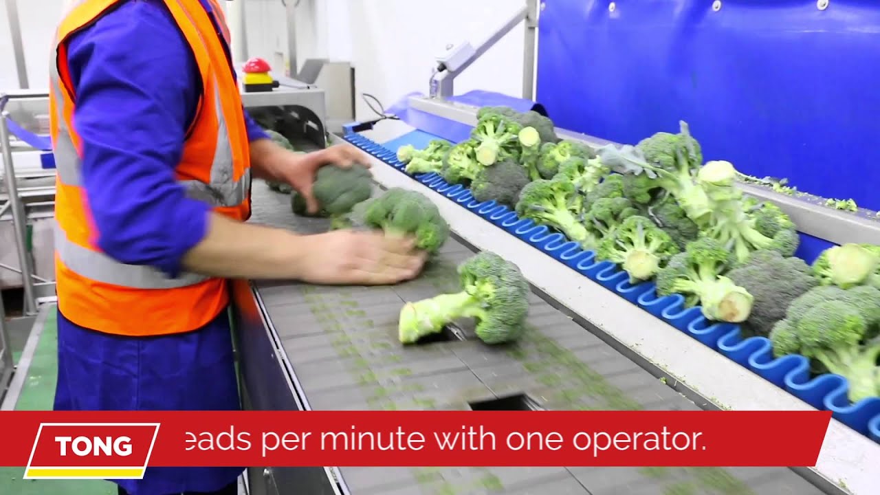 Broccoli Trimming & Cutting with Tong Broccoli Trimming Line
