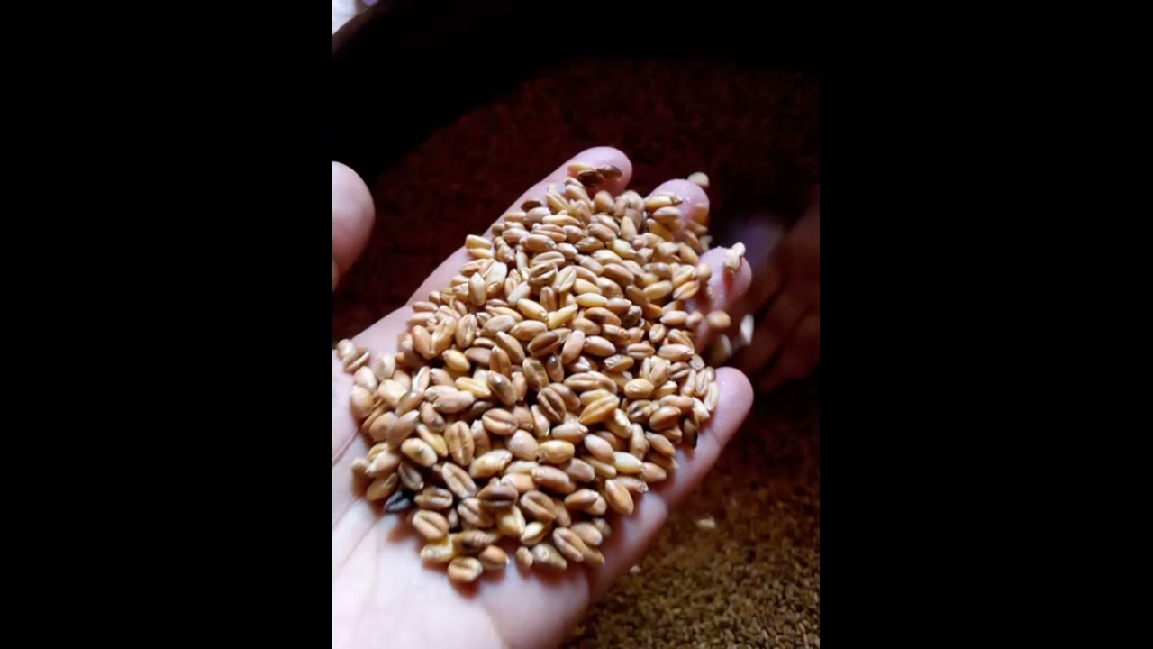 حصريا بكل سهولة طريقة تحضير القمح مگلي باش نوجدو زميتة