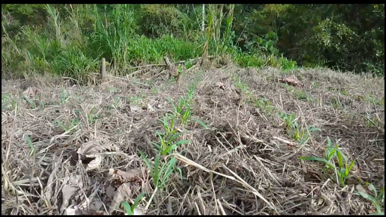 seguimiento del maíz criollo en siembra directa o cero labranza / Zero tillage/零耕