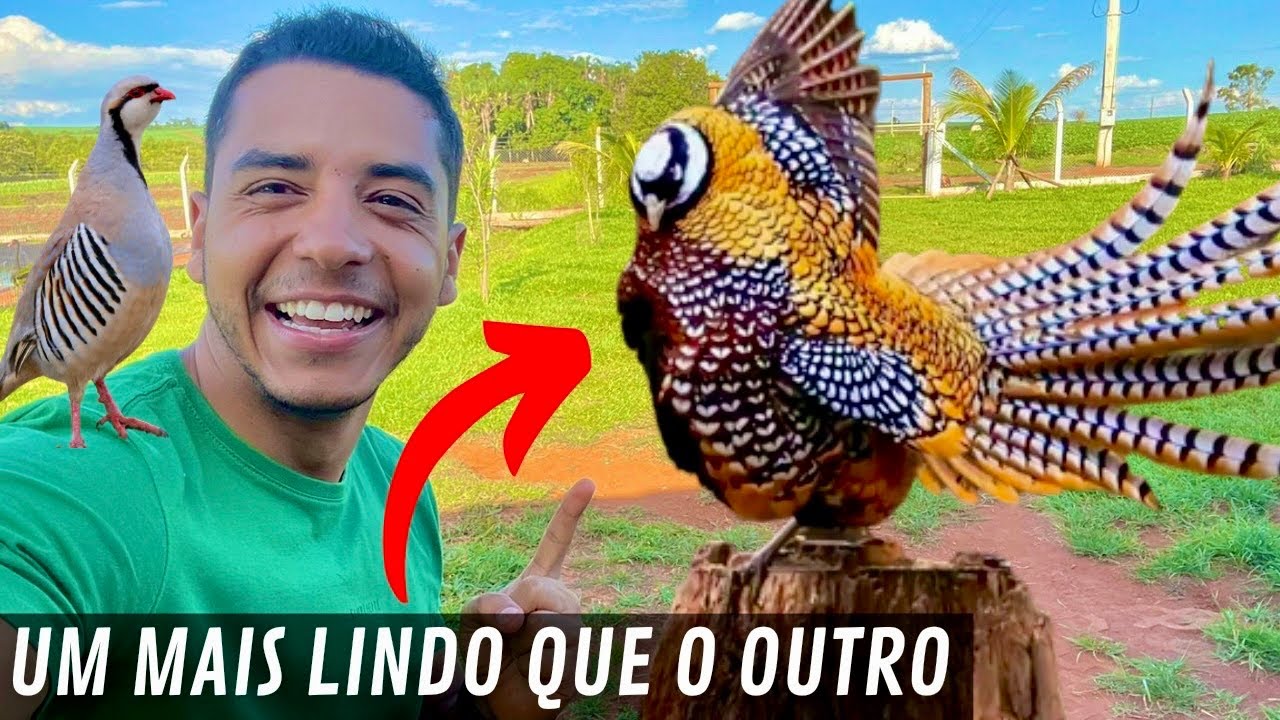 A criação de Faisão do Murilo Couto é Incrível | Aves Recriar