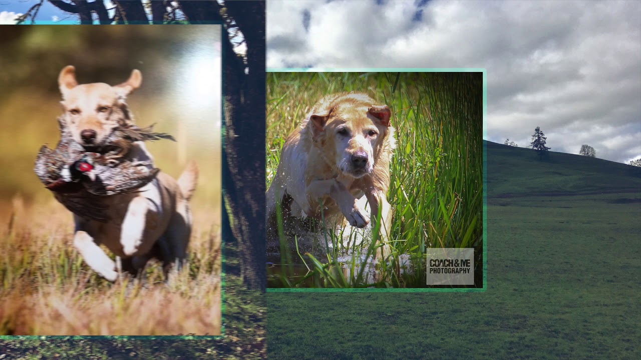 2018 Master National Retiring Dogs