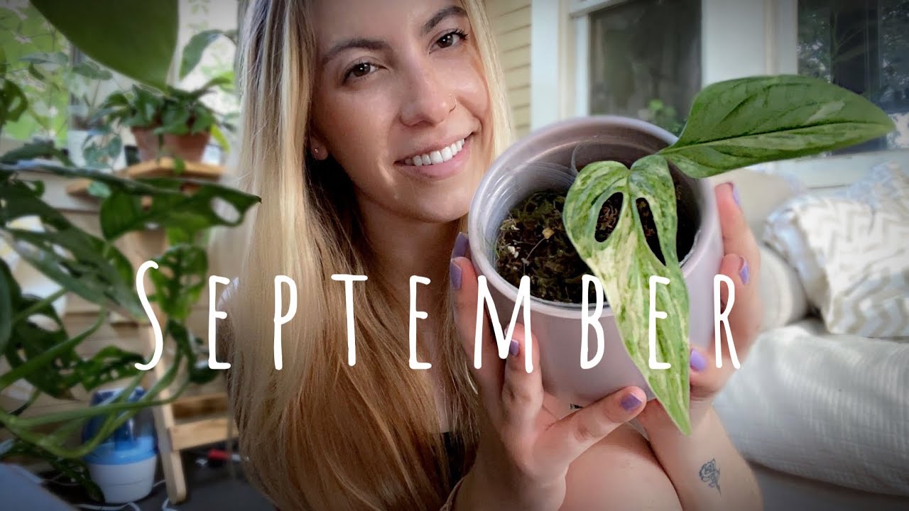 My FAVORITE houseplants | September 2022 | philodendron, variegated monstera, Hoya, and more 💚
