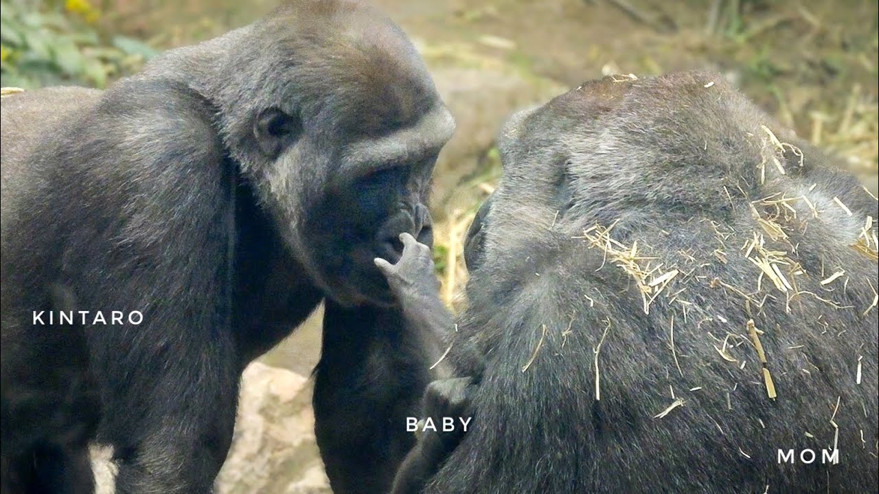 Interaction between Gorillas | baby wants to touch his older brother | Kyoto Zoo
