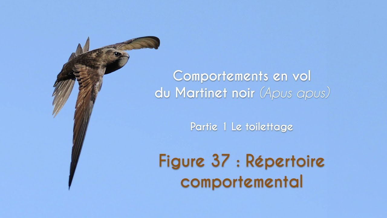 MARTINET NOIR - Toilette en vol - FIGURE 37 : Répertoire comportemental
