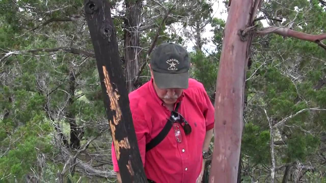 Tree Disease Answers