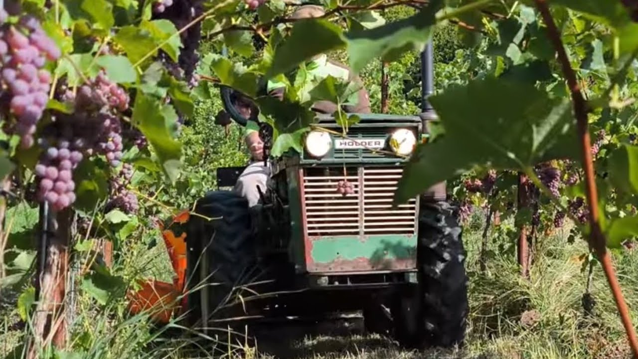 Holder A30 bei der Weinlese 2025, Oldtimer 