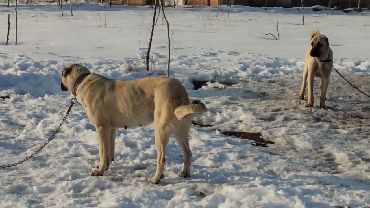 KURTBOĞAN 🐺🐺 BOZO YENİ EVİNE GELDİ