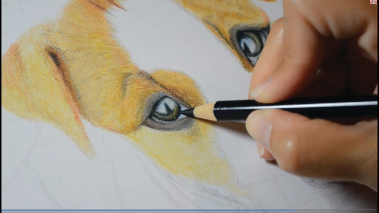 How to Draw a Dog's Eye in Colored Pencil