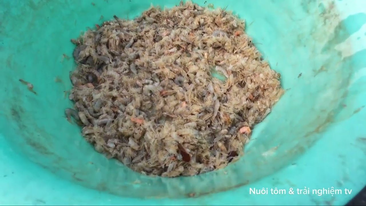 Nuôi tôm & trải nghiệm tv