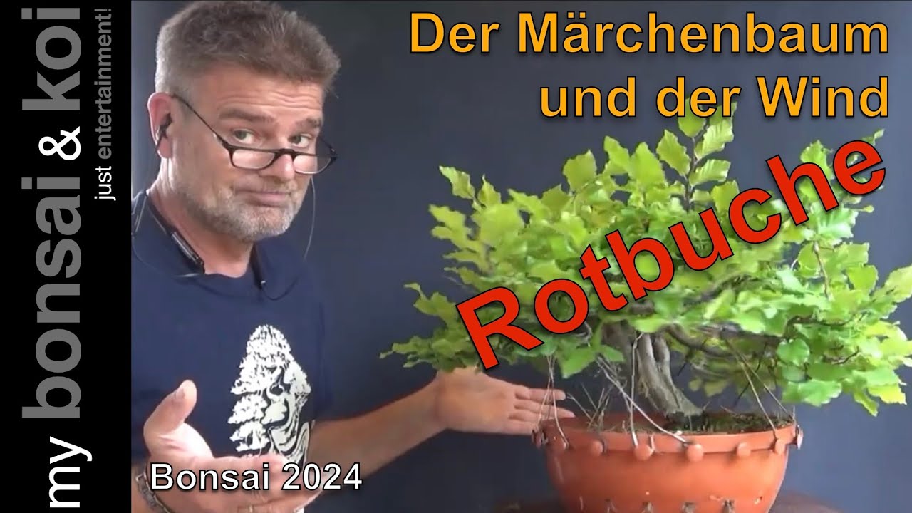 Bonsai 2024-13 - Rotbuche - Fagus Sylvatica - der Märchenbaum und der Wind