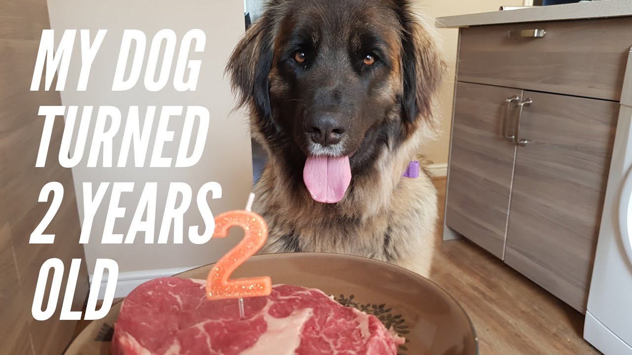 My leonberger dog turned 2 today