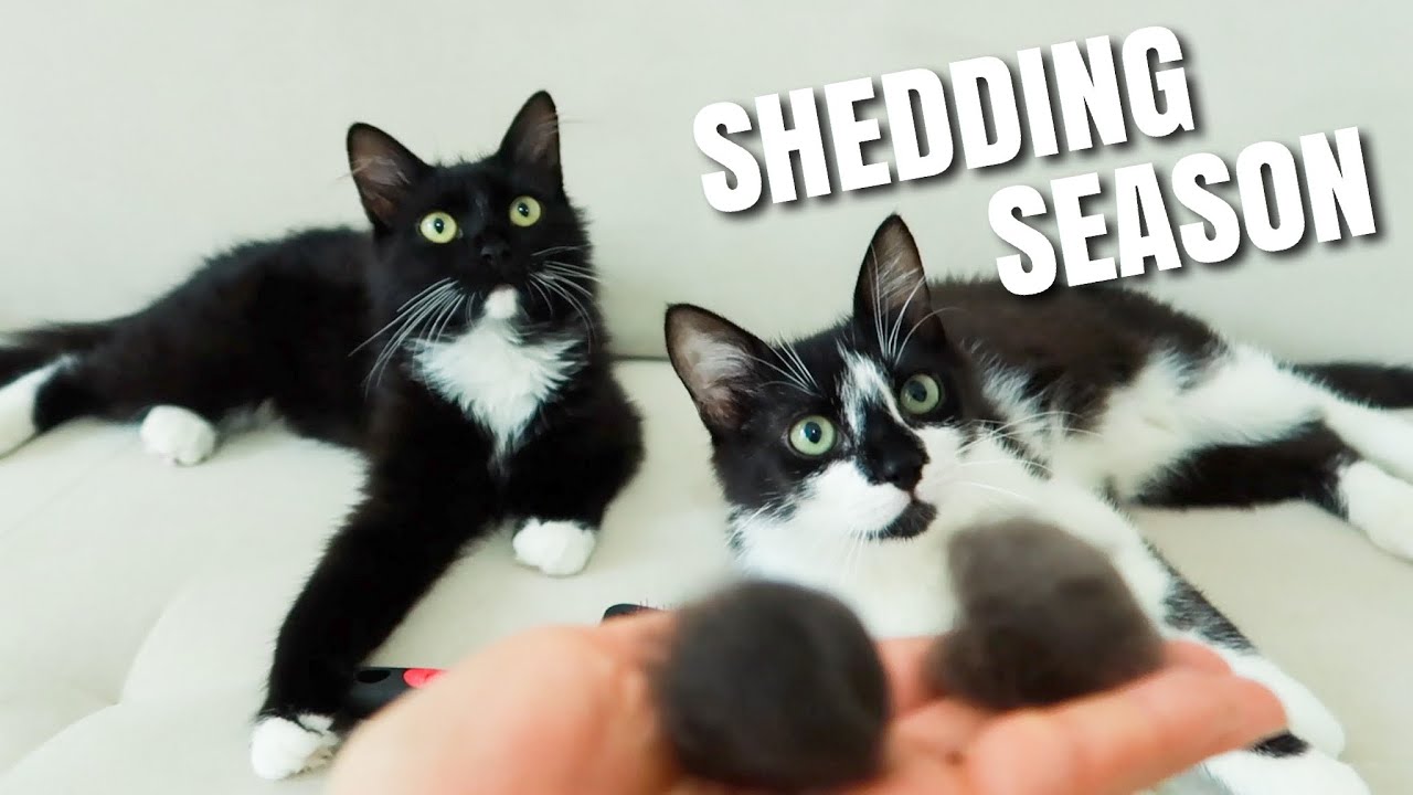 Cat Hair Shedding Season  | Uni and Nami