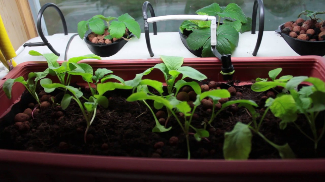 Vertical Aeroponic Strawberries and Blackberries Week 4