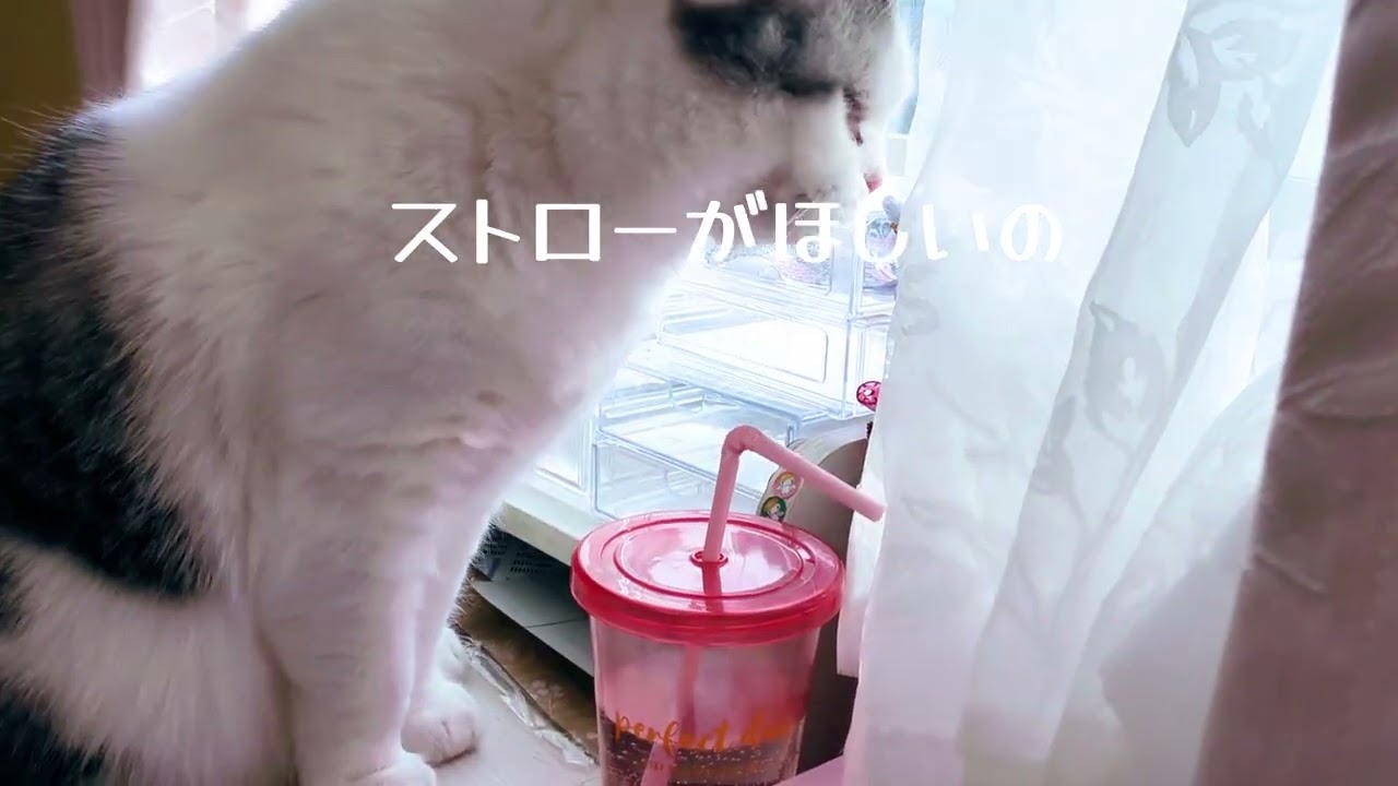 イタズラしてたら途中から遊ばれちゃったネコ