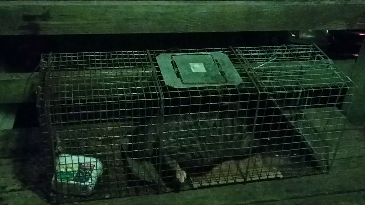 Feral cat not happy being caged! Goes crazy