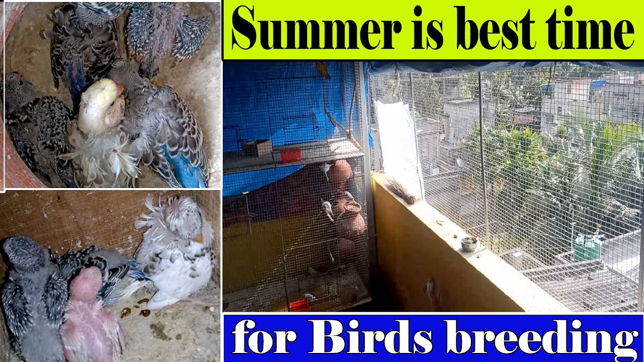 Summer care with Summer progress|| Jp budgies progress|| Kolkata Lovebirds||