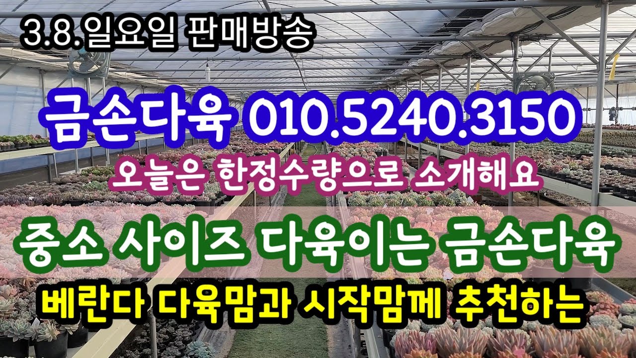 중소 사이즈 다육이는 금손다육입니다! 베란다맘, 초보다육맘 어서 오세요!금손다육 010.5240.3150 [ 3 8.판메영상]