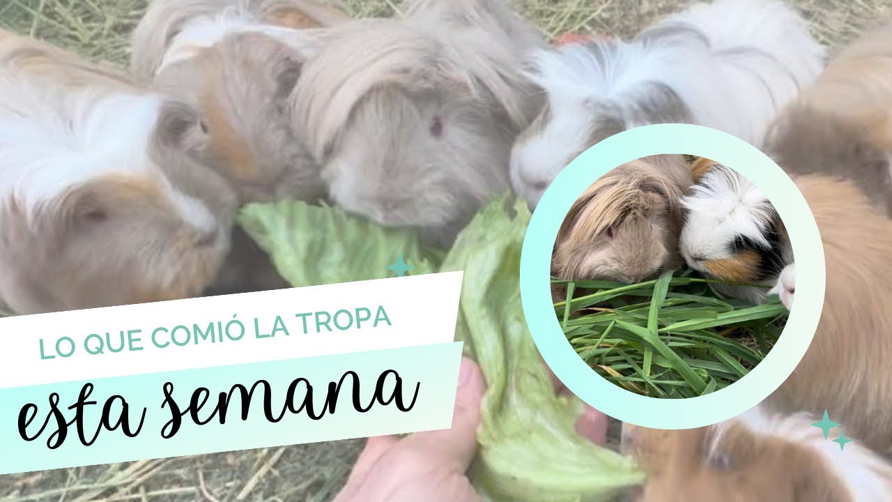 Lo que comieron mis cobayos esta semana 🐹