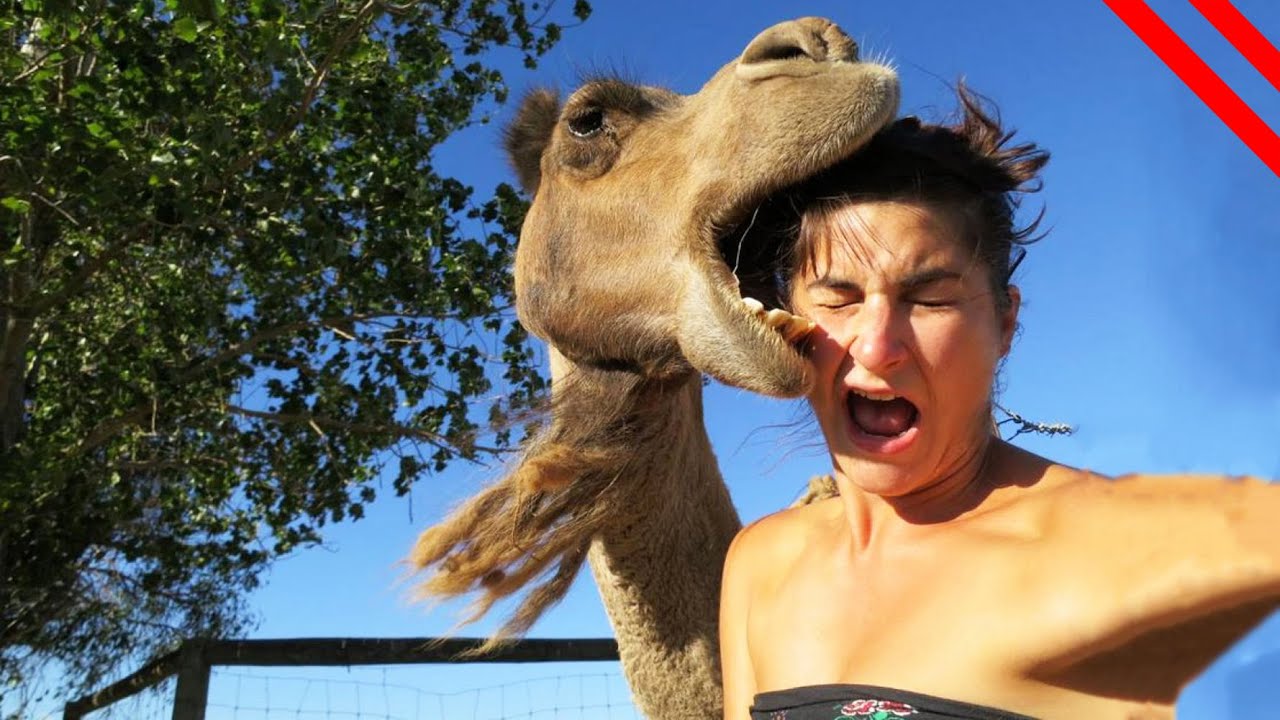 Most Painful Animal Stings & Bites In The World