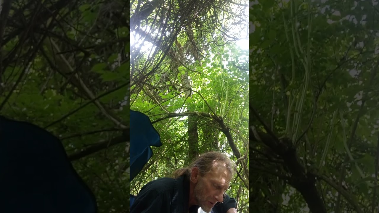 Midnight whispers by Joshua d Winstead