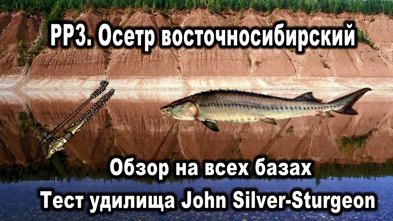 РР3. Осетр восточносибирский (сибирский). Тест удилища John Silver-Sturgeon