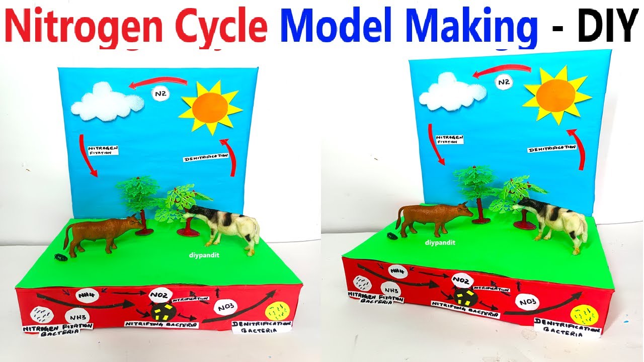 nitrogen cycle model making - diy - diypandit | DIY pandit