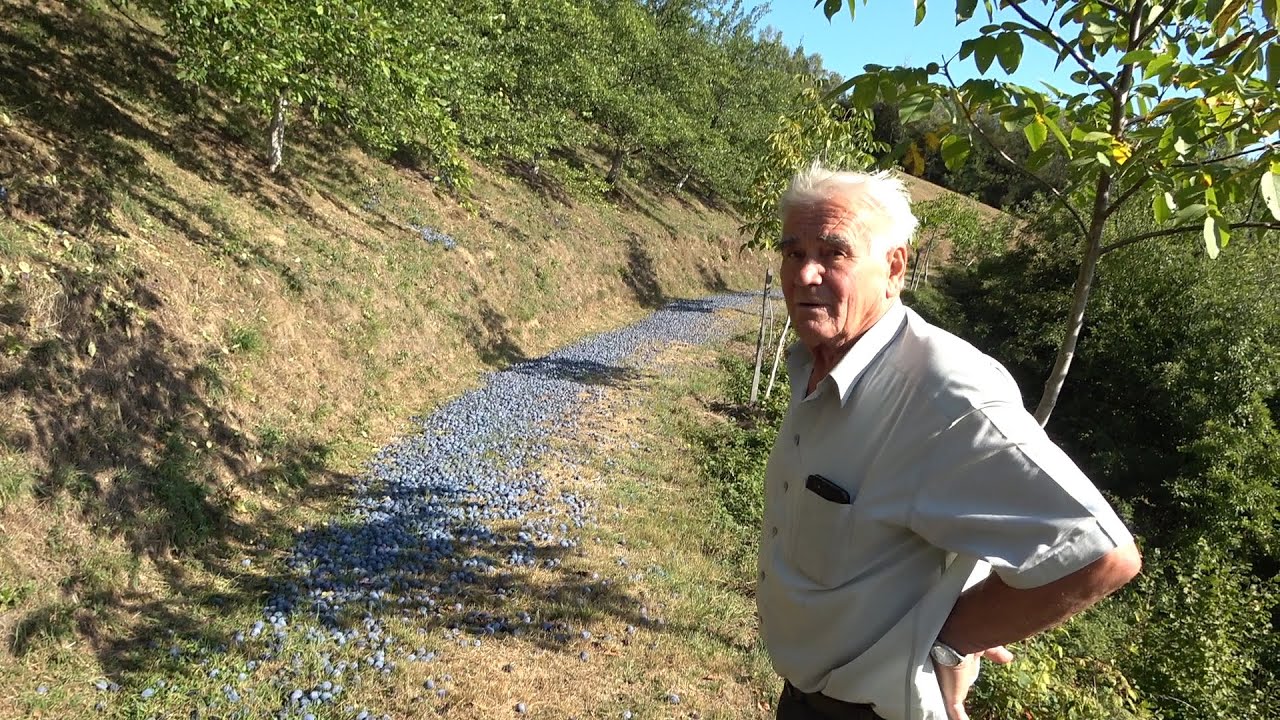 Dedovina ne sme da propadne Prisoje Prilike Ivanjica