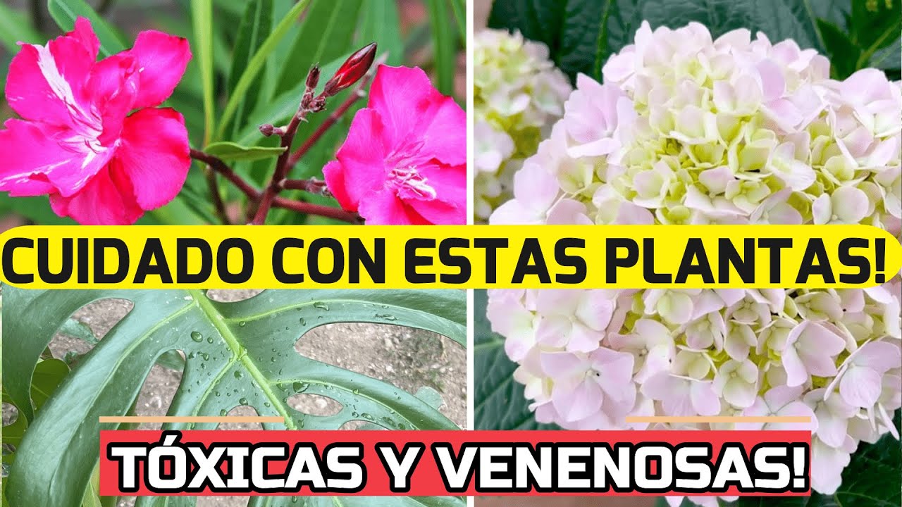 CUIDADO! Estas 7 PLANTAS MORTALES Pueden Estar En Tu Jardín! Son Tóxicas!