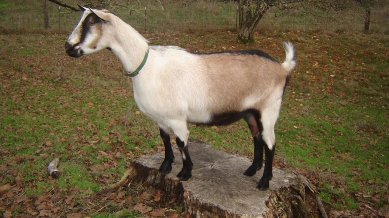 Alpine Dairy Goats | High Milk Volume Long Lactation